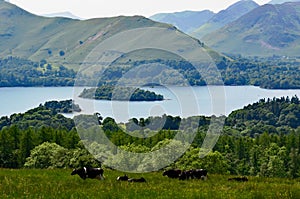 Grazing Cattle, Derwent Water and Catbells, Lake District, Cumbria, UK