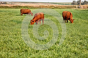 Durham cattle grazing on pasture land