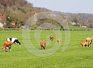 Grazing Cattle in an English Meadow