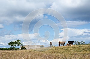 Grazing cattle in front of an old castle ruin