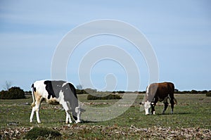 Grazing cattle in a grassland