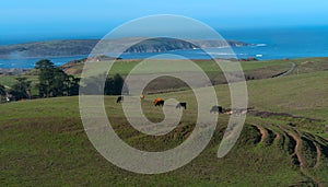 Grazing cattle on green fields