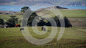 Grazing cattle on green fields