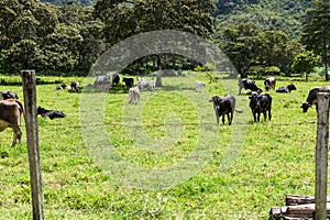 Grazing cattle in green pasture