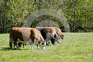 Grazing cattle line up in a green pastureland