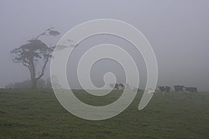 Grazing Cattle in Mist