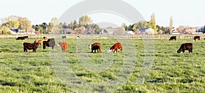 Cattle feeding in a pasture on a spring day.