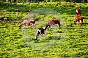 Grazing cattle in old rural area