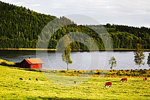 Grazing cattle in old rural area