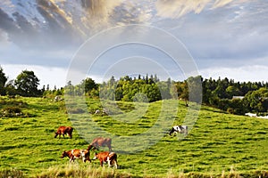 Grazing cattle in old rural area