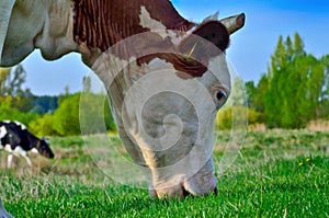 Grazing cattle photo