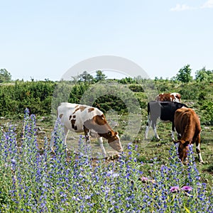 Grazing cattle in a pastureland with junipers and blue summer flowers