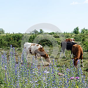 Grazing cattle in a pastureland with junipers and blue summer flowers photo