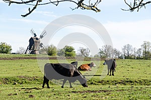 Grazing cattle in a pastureland with an old wooden windmill