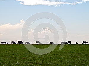 Grazing Cattle Silhouette