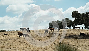 Grazing cattle in Spain