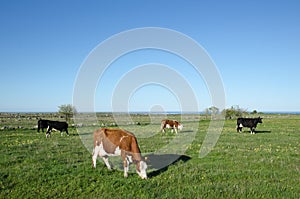 Grazing cattle at spring