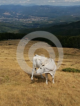 Grazing Chianina breed cow