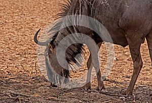 Grazing Common Wildebeest Connochaetes taurinus