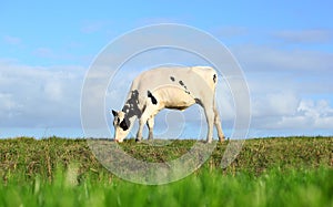 Grazing cow