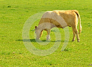 Grazing cow