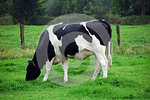 Grazing cow