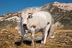 A grazing cow