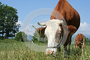 Grazing cow