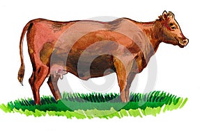 Grazing cow