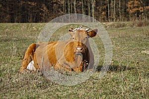 Grazing cow