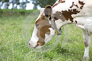 Grazing cow