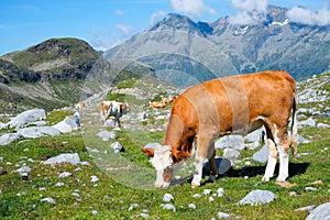 Grazing cow