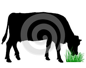 Grazing cow