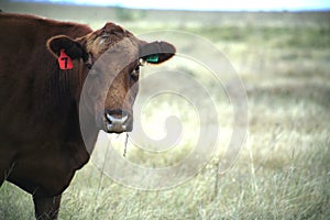 Grazing cow