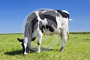 Grazing cow