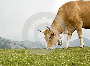 Grazing Cow