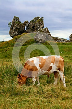 Grazing cow