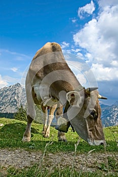 Grazing Cow in the Alps