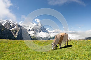 Grazing cow in Alps