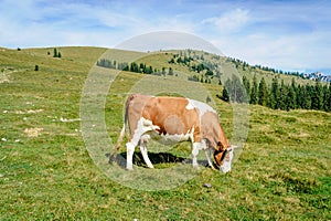 Grazing cow in the alps