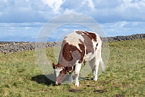 Grazing cow on the Aran Islands