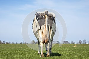 Grazing cow from behind, stroll towards the horizon, empty udder, in a field under a blue sky with clouds