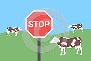 Grazing Cow and cattle on pasture as dangerous animal