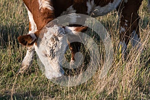 Grazing cow closeup