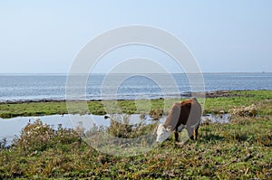 Grazing cow by the coast