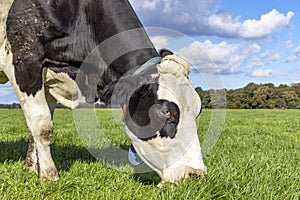 Grazing cow, eating blades of grass, black and white, in a green pasture
