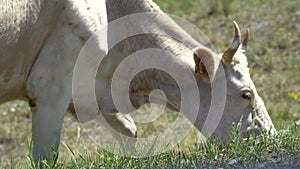 Grazing cow eating the grass. Farm in the rural meadow field, agriculture.