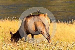 Grazing Cow Elk Yellowstone