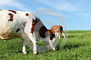 Grazing Cow