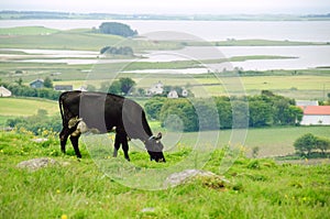 Grazing cow in the meadow